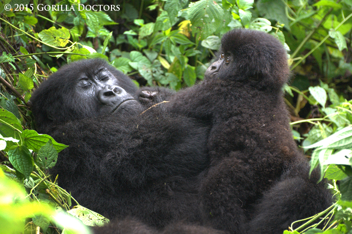 Janja resting with her infant