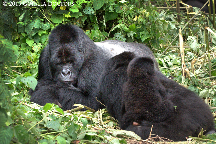 Kongomani, Janja and her infant resting among the bamboo.