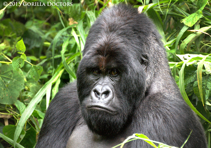 Silverback Kongomani with nasal discharge.