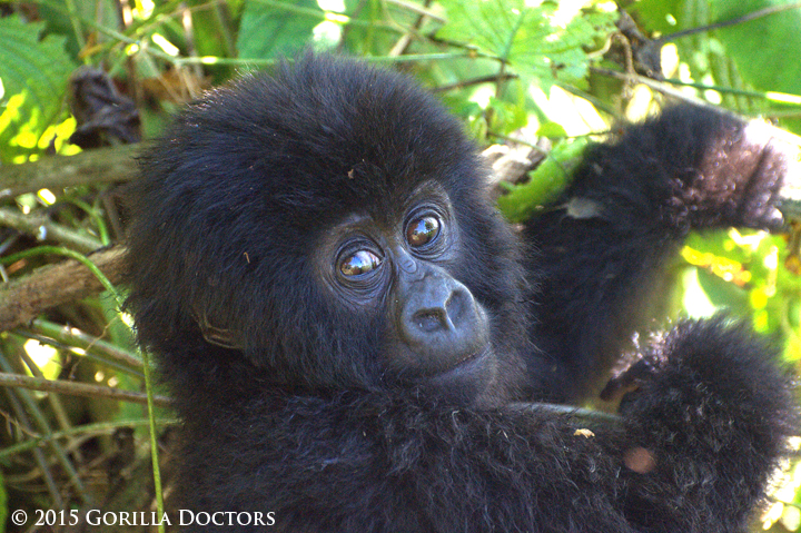 Janja's infant in Rugendo group, Virunga National Park