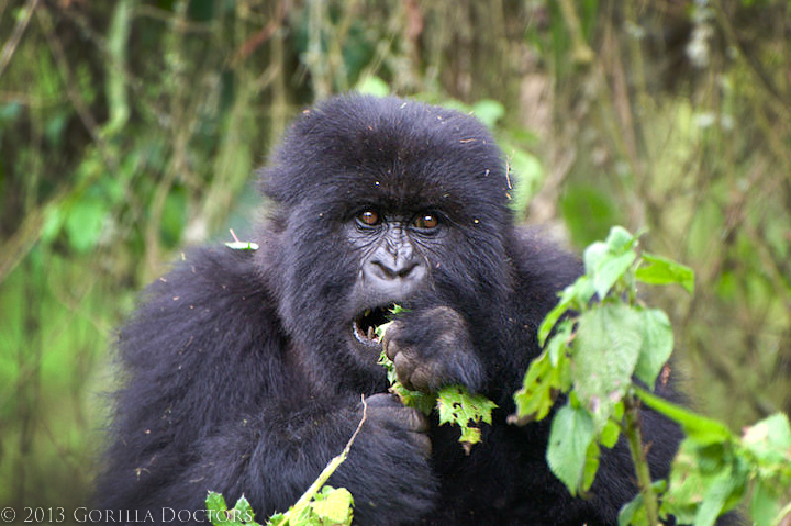 Kuryama Group Youngster Freed from Rope Snare in Rwanda