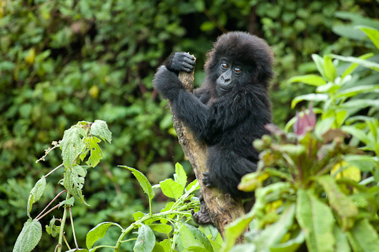 Top 10 Ways to Protect Mountain Gorillas