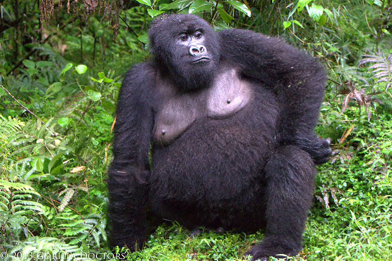 Image result for female gorilla in heat pic