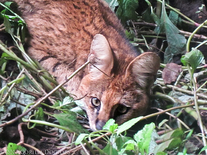 Docs Treat Ensnared Male Serval Cat