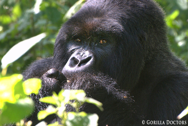 Sudden Death of Dominant Silverback Urugamba Leaves Six Gorillas Without Leader