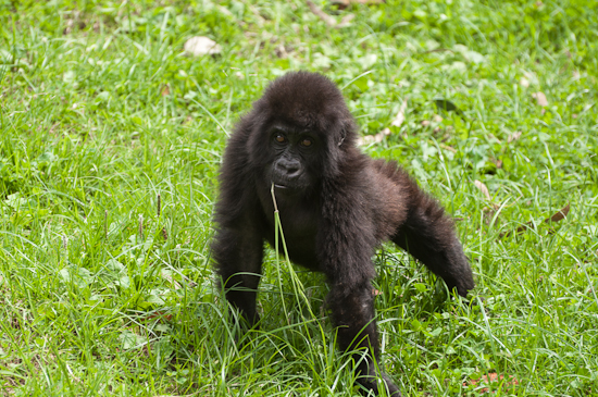 DNA Tests Reveal Orphan Ihirwe to be a Grauer's Gorilla