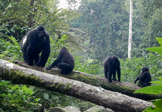 Dr. Fred's Annual Health Assessment of Uganda's Gorillas