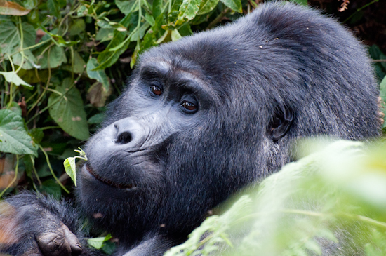 Bwindi Mountain Gorilla Census Underway