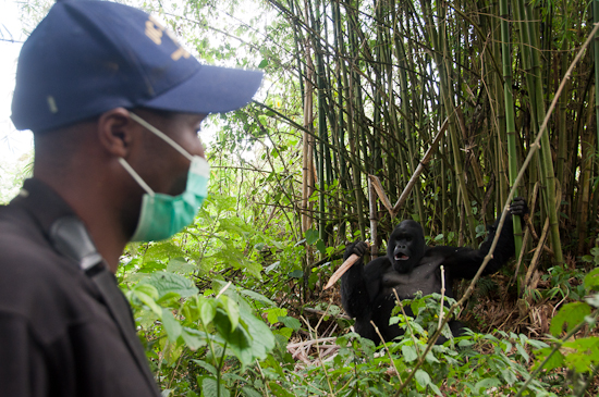 Improved Health Monitoring Tool Benefits Veterinarians and Gorillas