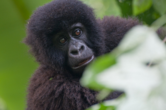 Mountain Gorilla Habitat Under Siege in DR Congo