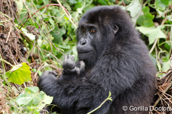 Docs Perform First-Ever Successful Interventions On Ensnared Grauer’s Gorillas