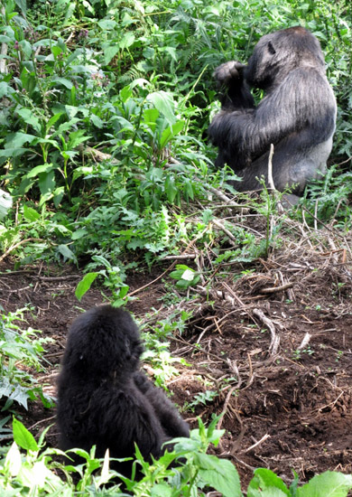 Infant Gorilla Suffers Tremors, But Recovers