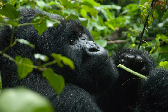 Press Release: Animal Planet Series Highlights Gorilla Doctors and Virunga National Park