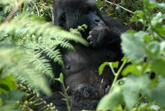 Celebrating New Gorilla Life in Rwanda