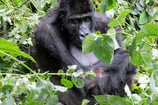 Grauer's Gorilla Silverback Langa Succumbs to Severe Wounds