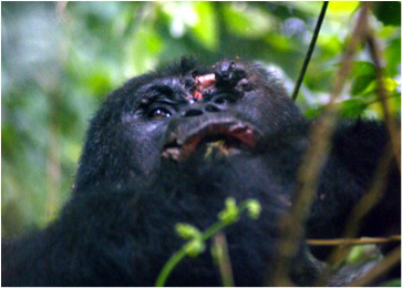 Mishaya Group Clashes with Non-Habituated Gorilla Group in Bwindi