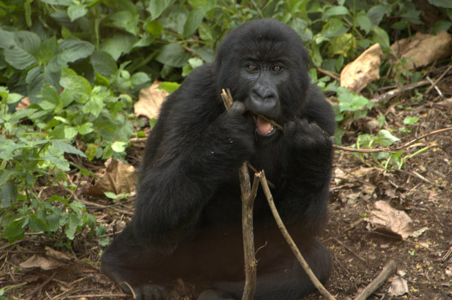 Mountain Gorilla Orphan Health Update, April 2012
