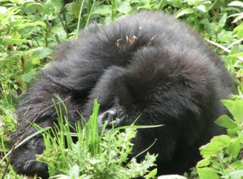 Mountain Gorilla Dies from Respiratory Infection in Rwanda