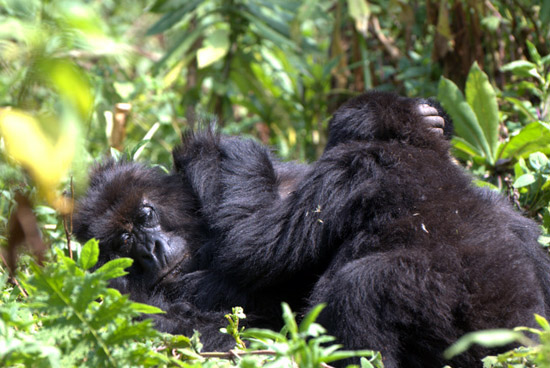 After Death, A Mountain Gorilla’s Life Story Continues