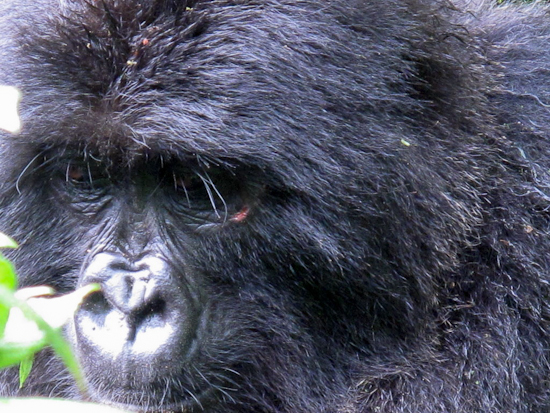 Lone Silverback Roughs Up Ugenda Group