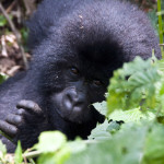 Human Virus Linked to Deaths of Endangered Mountain Gorillas