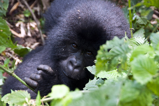 Infant mountain gorilla.