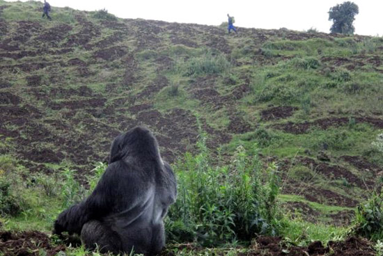 Silverback gorilla Kwitonda and farmers outside of Volcanoes National Park in Rwanda
