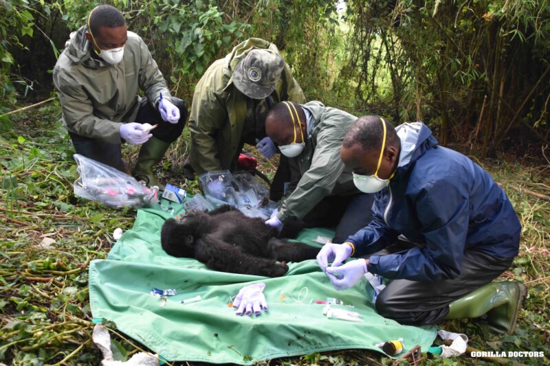 Gorilla Doctors conduct snare rescue on infant mountain gorilla