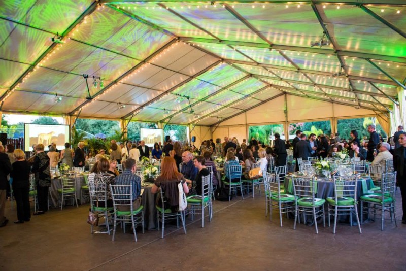 The Houston Zoo annual gala “Celebrating Gorillas in the Wild”.