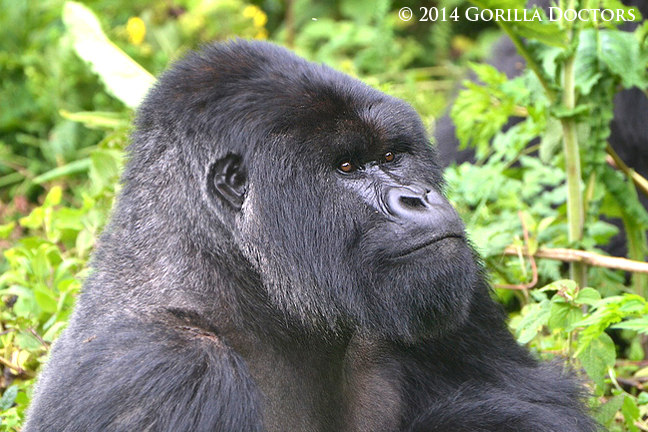 13-year-old silverback Muturengere, leader of Isimbi group.