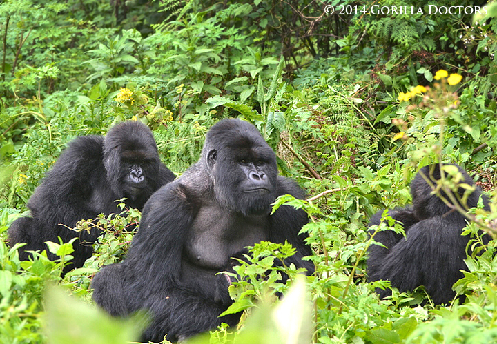 Muturengere with two females from Isimbi group in Volcanoes National Park.