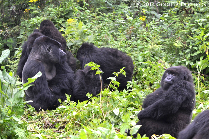 Muturengere and Isimbi group in Volcanoes National Park.