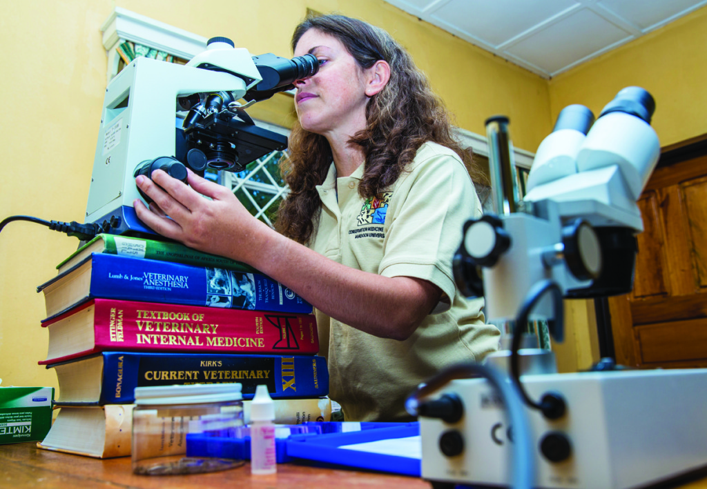 Dr. Alisa Kubala working in the lab at the Gorilla Doctors Regional Headquarters in Musanze, Rwanda. Photo by Life Through a Lens Photography.