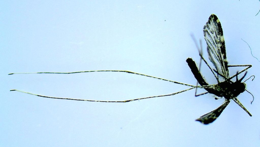 Mosquito (Anopheles kingi) captured at a gorilla night nest in Kahuzi-Biega National Park.