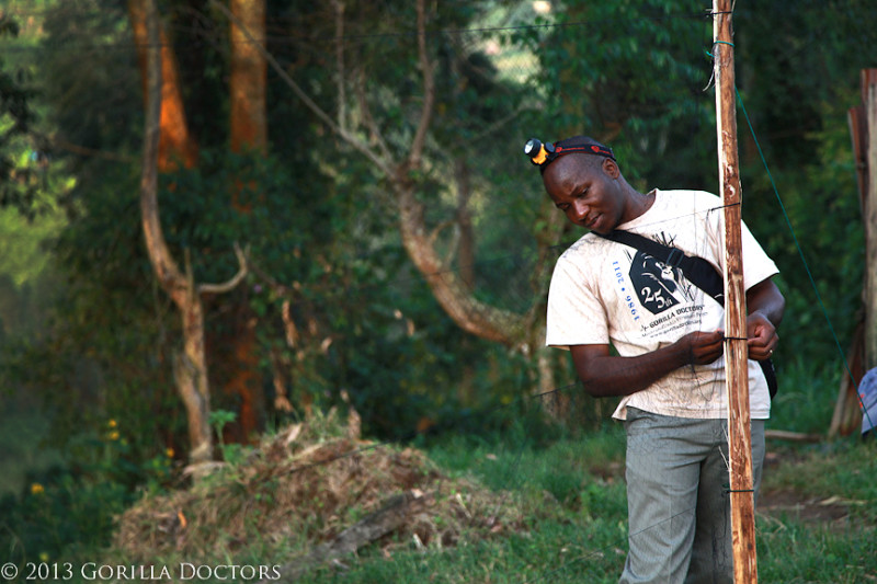 Dr. Benard sets up a mist net near a school on the border of Bwindi Impenetrable National Park to trap fruit bats for testing.
