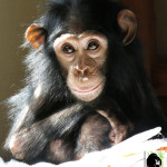 Orphan Chimp Regaining Health After Poaching Ordeal
