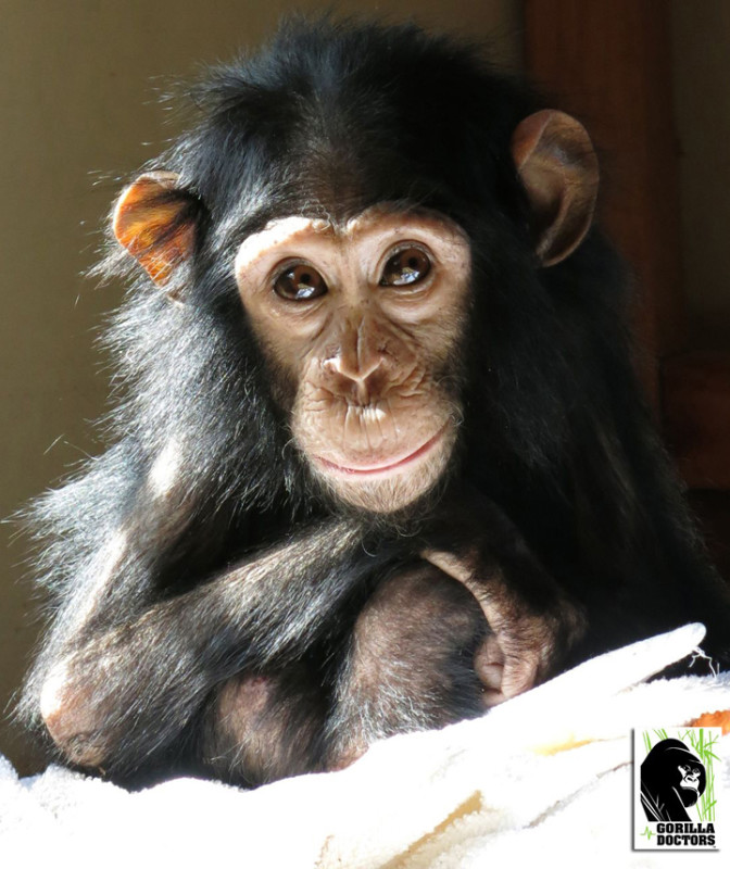 The orphan male chimpanzee, currently receiving medical treatment in Kinigi, Rwanda.