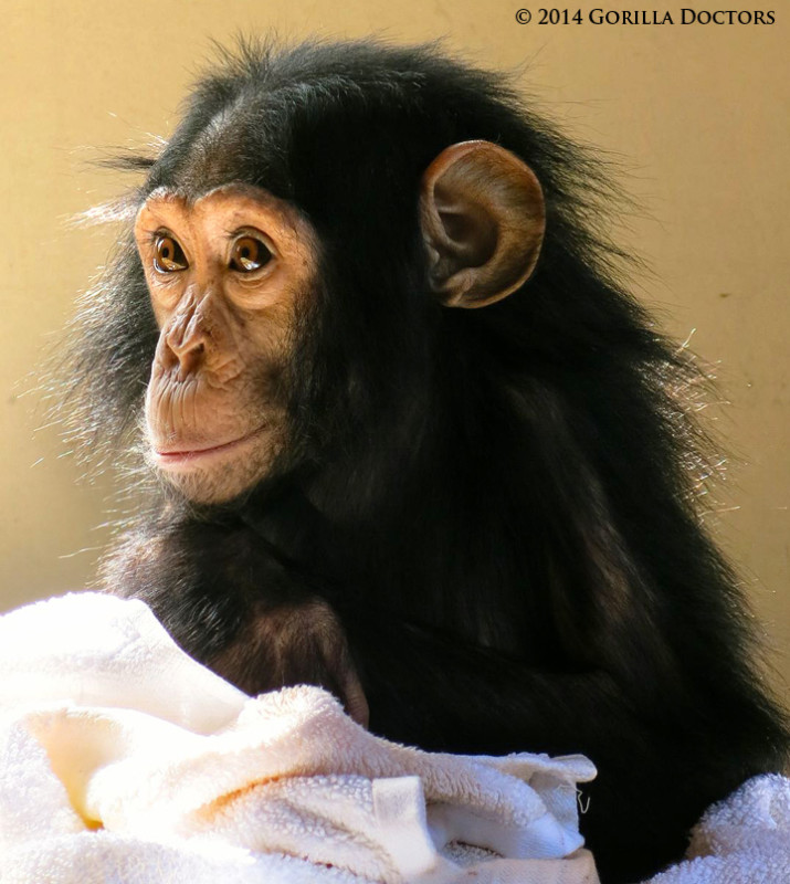 The chimp orphan is slowly regaining his health at the Kinigi orphan care facility.