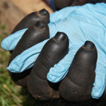 vet hand holding gorilla hand