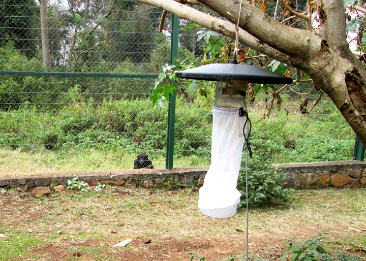 A vector trap near the chimpanzee enclosure at Lwiro Primate Rehabilitation Centre.