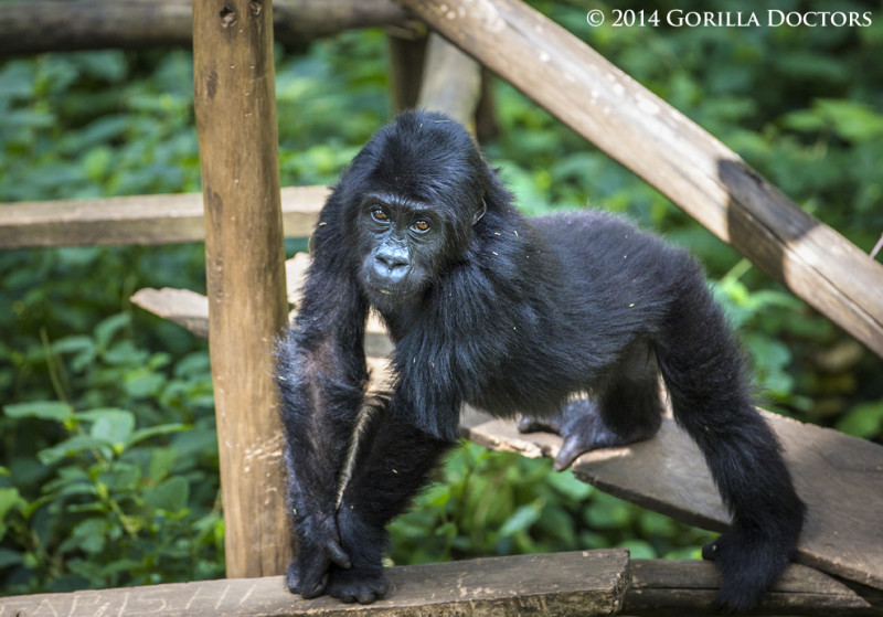 Orphan Grauer's gorilla Kalonge, in her enclosure at the Senkwekwe Center.
