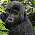 Juvenile Mountain Gorilla Mihanda Freed from Wire Snare