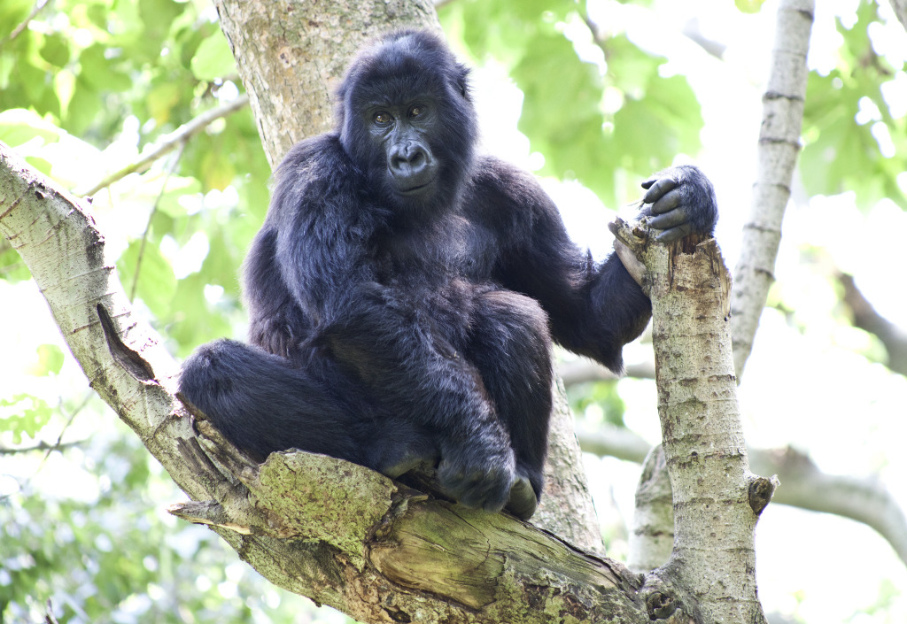 7-year-old orphan mountain gorilla Ndakasi, hanging out in a tree in her enclosure at the Senkwekwe Center.