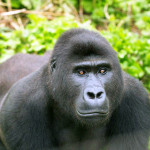 Orphan Grauer's Gorilla Ntabwoba Succumbs to Encephalitis at GRACE Sanctuary