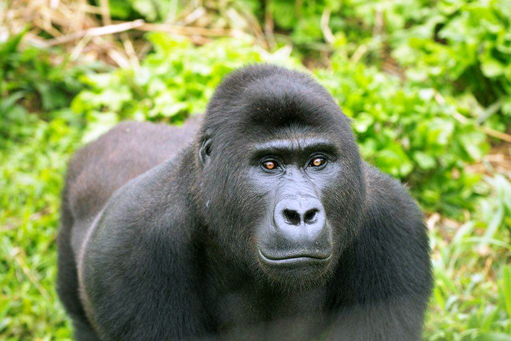 13-year-old Grauer's gorilla orphan Ntabwoba. Photo courtesy of GRACE.