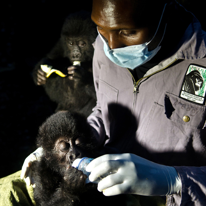https://www.gorilladoctors.org/wp-content/uploads/2014/11/Orphans.jpg?utm_source=chatgpt.com