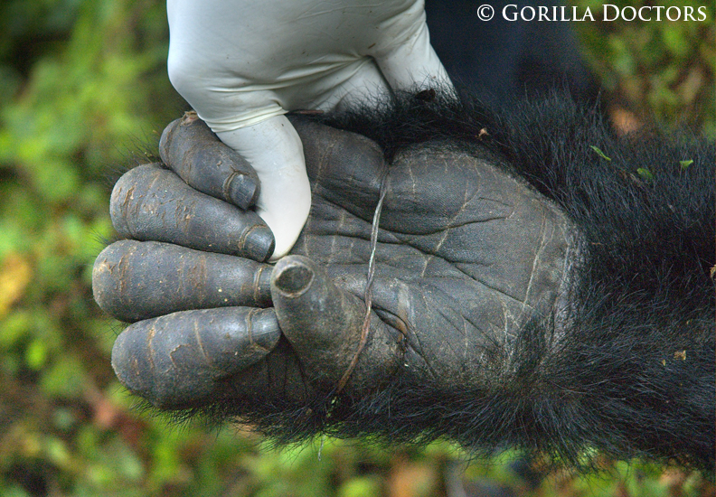 Dr. Benard intervenes to free a mountain gorilla caught in a wire snare in Bwindi Impenetrable National Park, Uganda.