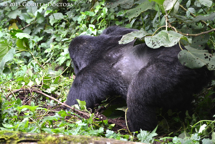 Silverback Kigoma using his left hand to collect driver ants from a hole in the ground.
