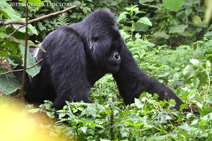 Kigoma, second ranking silverback of Kwitonda group, searching for ants.