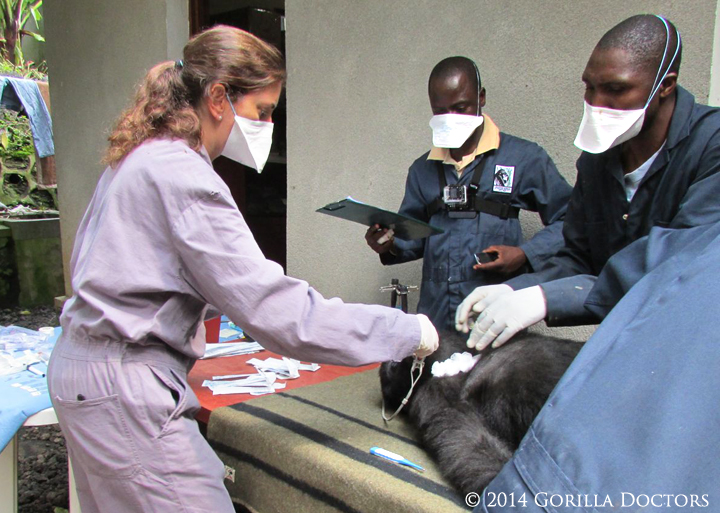 Gorilla Doctors volunteer veterinarian and PhD student Dr. Alisa Kubala helps Drs. Martin and Eddy with Matabishi's exam.